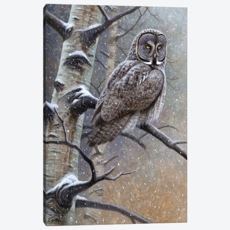 Great Grey Owl Canvas Print #CYT83} by Cynthie Fisher Canvas Artwork