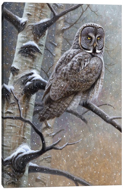 Great Grey Owl Canvas Art Print - Cynthie Fisher