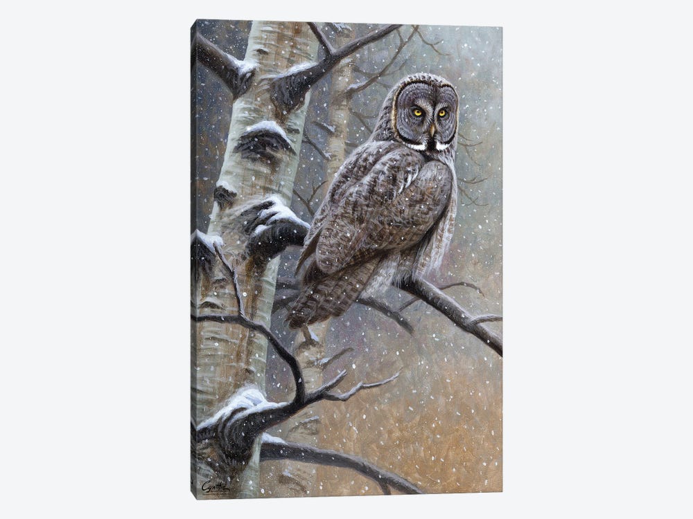 Great Grey Owl by Cynthie Fisher 1-piece Canvas Art Print