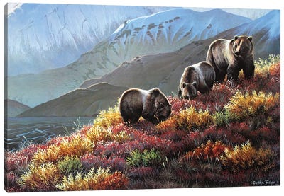 Grizzly Autumn Harvest Canvas Art Print - Cynthie Fisher