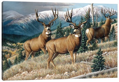 Head Up High Mule Deer Canvas Art Print - Deer Art
