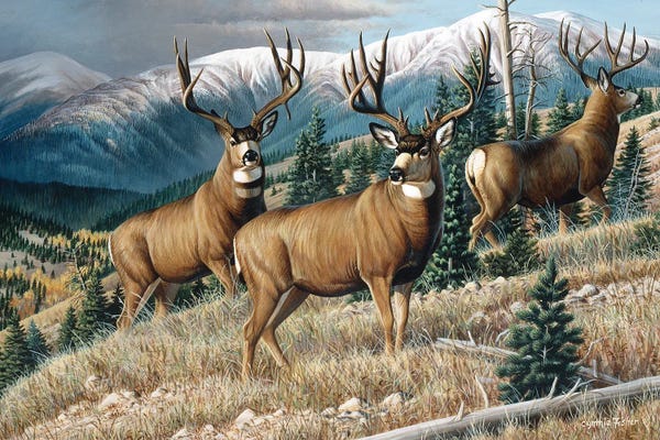 Deer: Head Up High Mule Deer by Cynthie Fisher