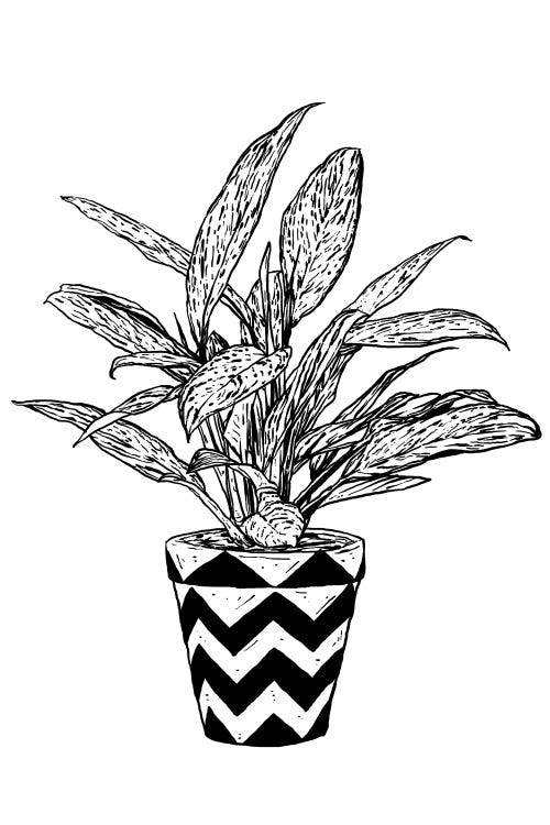 Chinese Evergreen by Nick Cocozza wall art