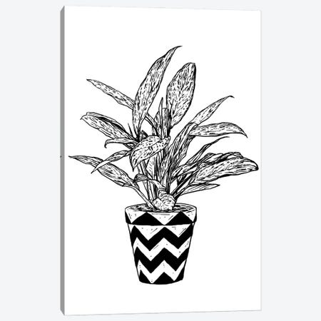 Chinese Evergreen Canvas Print #CZA120} by Nick Cocozza Canvas Wall Art