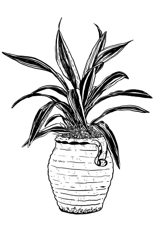 Dracaena Plant by Nick Cocozza wall art