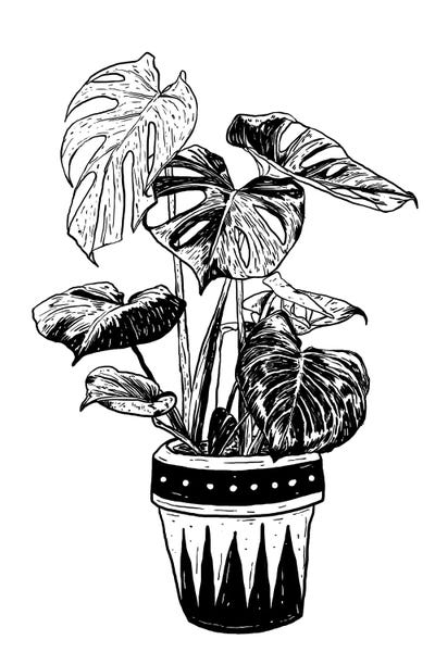 Nick Cocozza: Monstera plant by Nick Cocozza