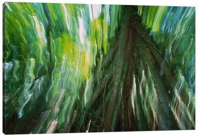 Walking Palm Showing Stilt Roots, With Abstract Rainforest Patterns, Barro Colorado Island, Panama Canvas Art Print