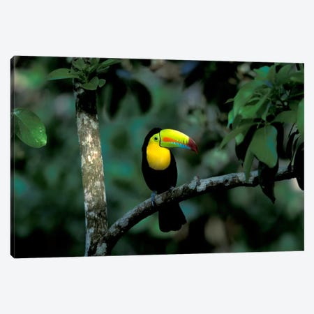 Keel-Billed Toucan, Soberania National Park, Panama Canvas Print #CZI1} by Christian Ziegler Canvas Art