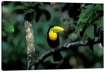 Keel-Billed Toucan, Soberania National Park, Panama Canvas Art Print - Danita Delimont Photography
