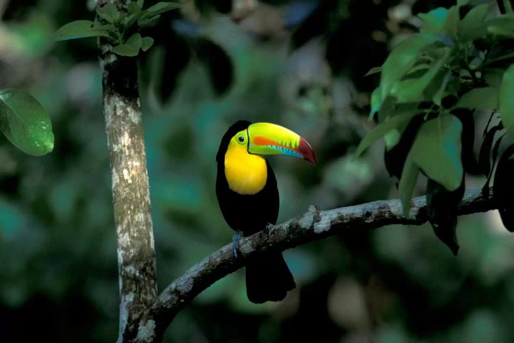 Keel-Billed Toucan, Soberania National Park, Panama by Christian Ziegler wall art