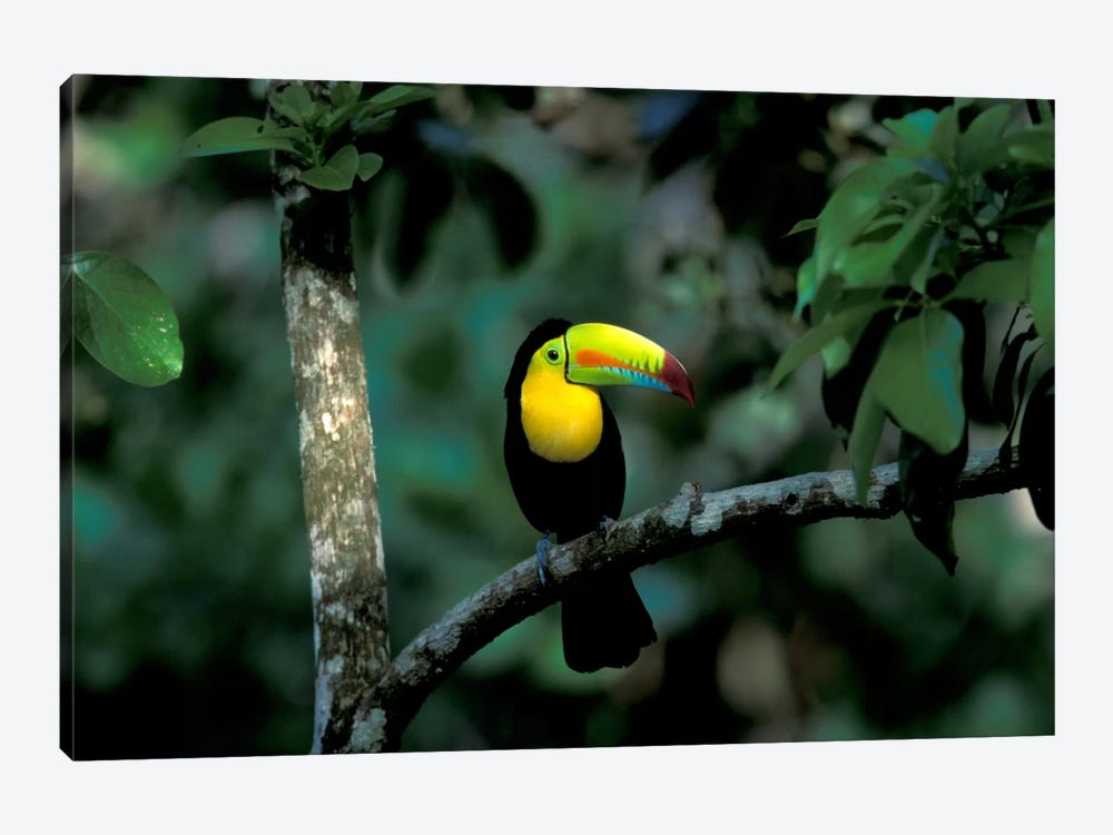 Keel-Billed Toucan, Soberania National Park, Panama by Christian Ziegler 1-piece Canvas Artwork