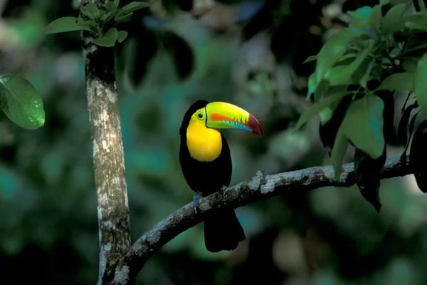 Panama: Keel-Billed Toucan, Soberania National Park, Panama by Christian Ziegler