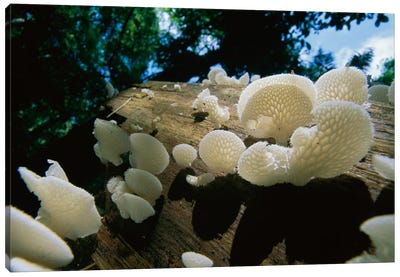 Bracket Fungus Mushrooms, Barro Colorado Island, Panama Canvas Art Print