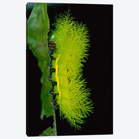 Cup Moth Caterpillar Has Poisonous Spines For Protection, Barro Colorado Island, Panama Canvas Print #CZI3} by Christian Ziegler Canvas Artwork