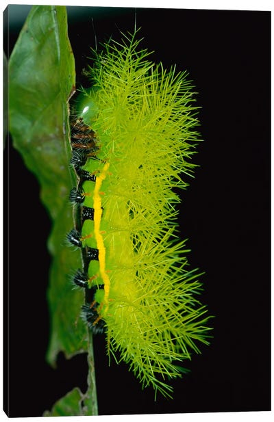 Cup Moth Caterpillar Has Poisonous Spines For Protection, Barro Colorado Island, Panama Canvas Art Print