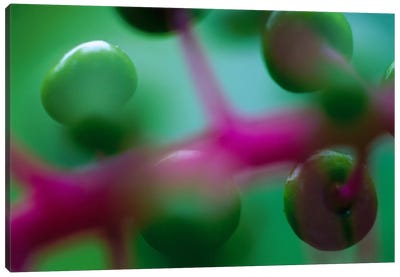 Fruit Of An Understory Plant Has An Unusual Coloration Of Green And Purple, Barro Colorado Island, Panama Canvas Art Print