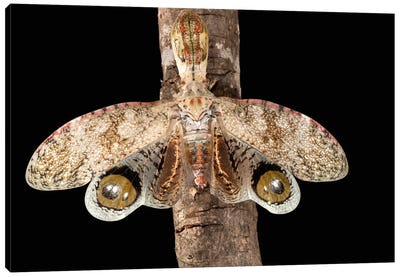 Lantern Bug With False Eye Spots On Its Wings, Barro Colorado Island, Panama Canvas Art Print