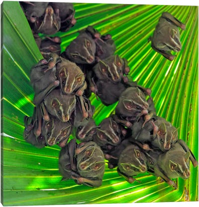 A Group Of Peters' Tent-Making Bats Roosting Under A Large Leaf, Barro Colorado Island, Panama Canvas Art Print