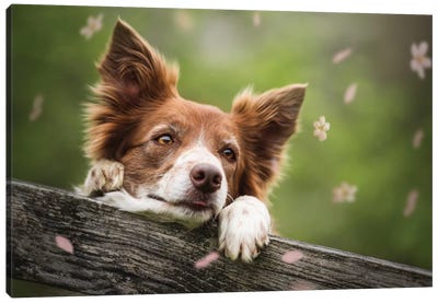 Spring Is Here Canvas Art Print - Dog Photography