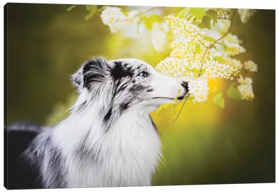Spring Sniffing Canvas Art Print - Dog Photography