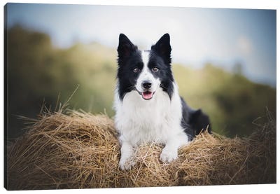 Summer Chilling Out Canvas Art Print - Border Collies