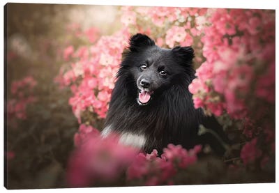 Summer Flowers Canvas Art Print - Dog Photography