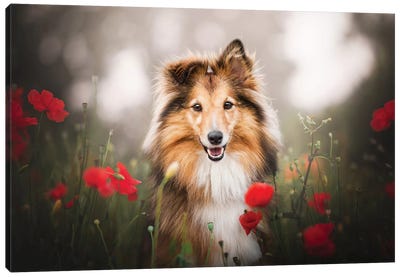 Summer Poppies Canvas Art Print - Dog Photography