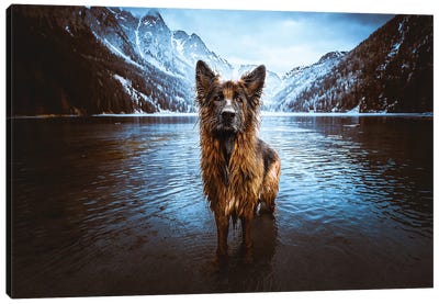 Queen Of The Lake Canvas Art Print - Dog Photography