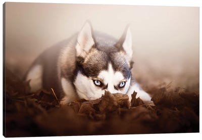 Wild Eyes Canvas Art Print - Animal & Pet Photography