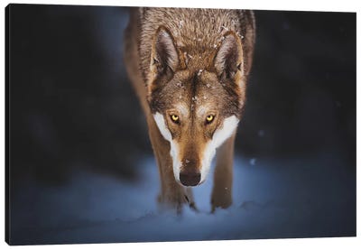 Wild Canvas Art Print - Animal & Pet Photography