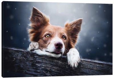 Winter Is Coming Canvas Art Print - Dog Photography