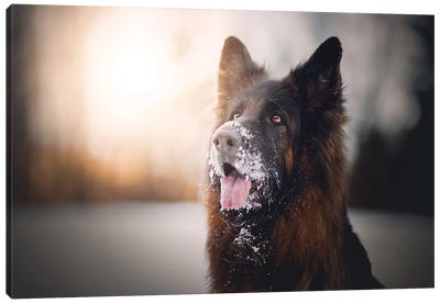 Winter Light Canvas Art Print - Dog Photography