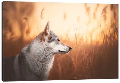 Winter Morning Canvas Art Print - Animal & Pet Photography