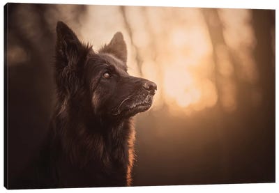 Winter Sunset Canvas Art Print - Animal & Pet Photography