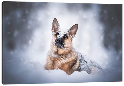 Winter Wonderland Canvas Art Print - Dog Photography