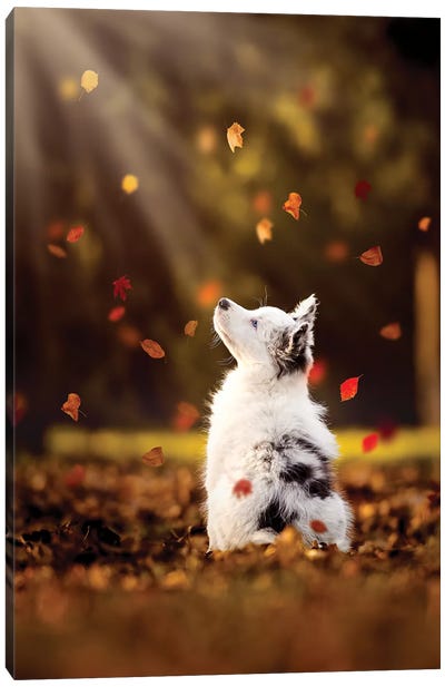 Autumn Memories Canvas Art Print - Animal & Pet Photography