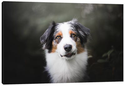 Sweet Margot Canvas Art Print - Dog Photography