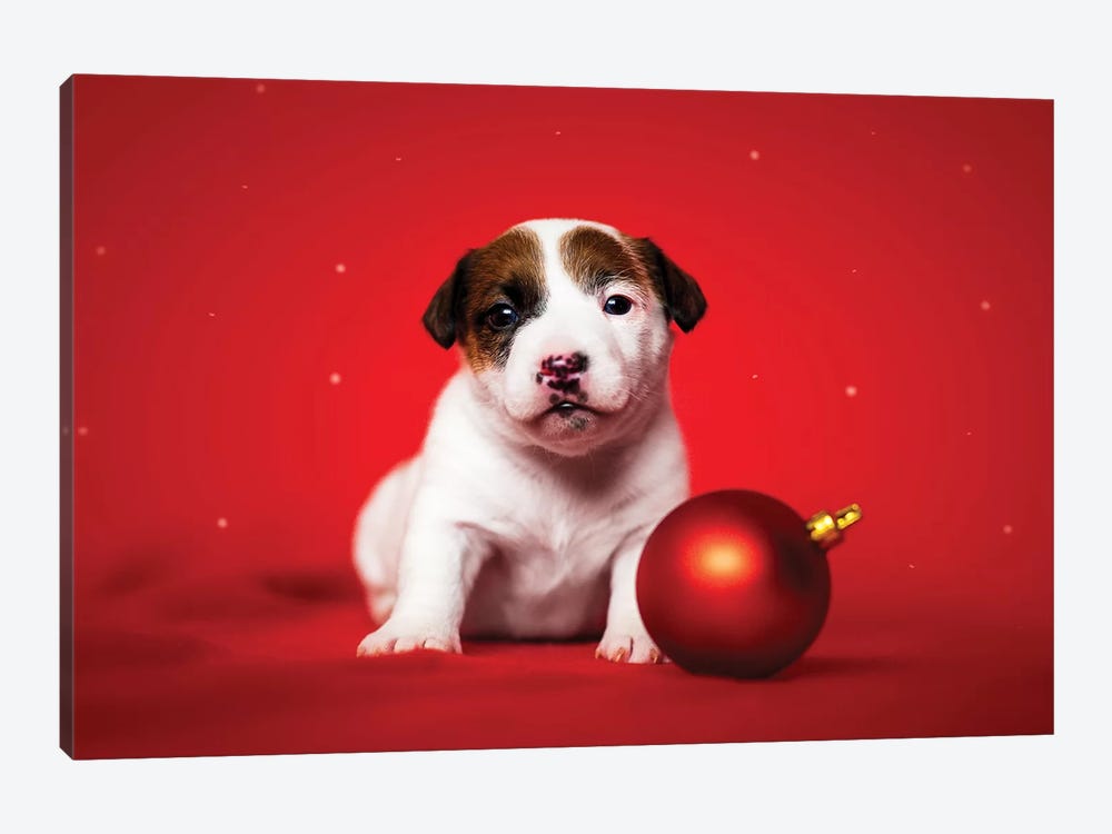 Christmas Puppy by Cecilia Zuccherato 1-piece Canvas Art