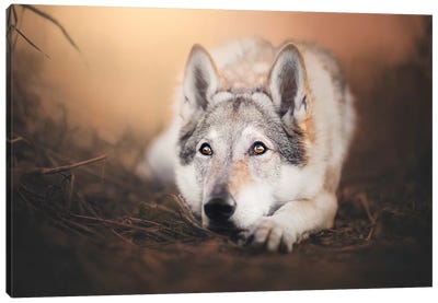 Sweetie Wolfodog Canvas Art Print - Dog Photography