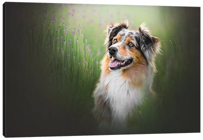 Tess In Lavender Canvas Art Print - Dog Photography