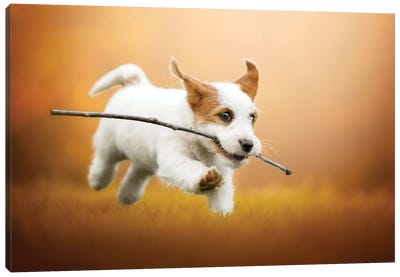 Happiness Is Running With A Stick Canvas Art Print - Animal & Pet Photography