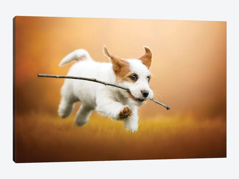 Happiness Is Running With A Stick by Cecilia Zuccherato 1-piece Canvas Wall Art