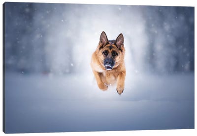 Kim in Action Canvas Art Print - Pet Industry