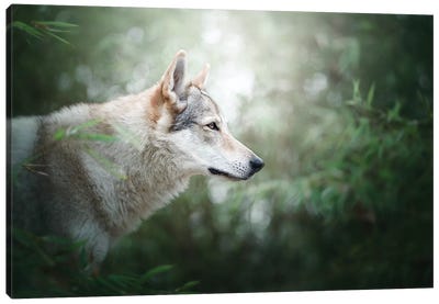 The Wolfdog Canvas Art Print - Cecilia Zuccherato