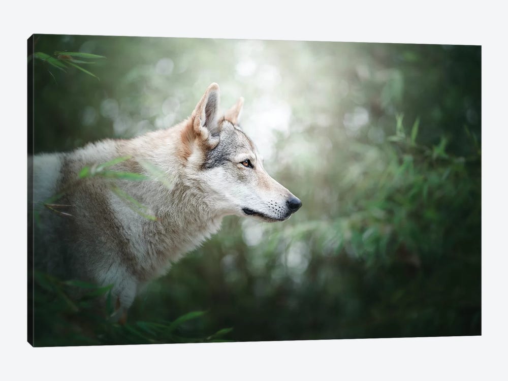 The Wolfdog by Cecilia Zuccherato 1-piece Canvas Print