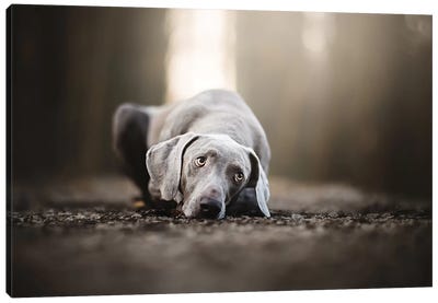 Light In The Wood Canvas Art Print - Pet Industry