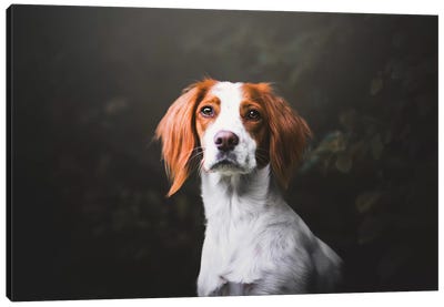 Like A Painting Canvas Art Print - Pet Industry