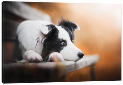 Missing You Canvas Art Print - Pet Industry