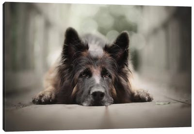 Trudi In Summertime Canvas Art Print - Dog Photography