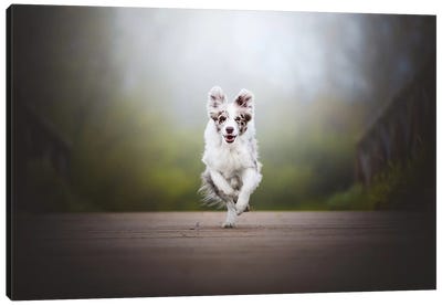 Running To You! Canvas Art Print - Pet Industry